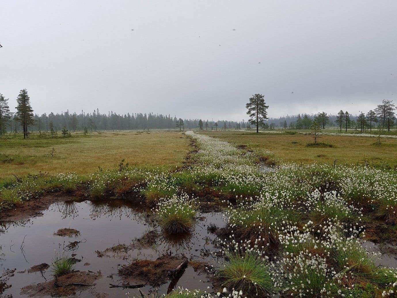 Tap av natur har satt restaurering på dagsorden: Er det mulig å reparere ødelagt natur?