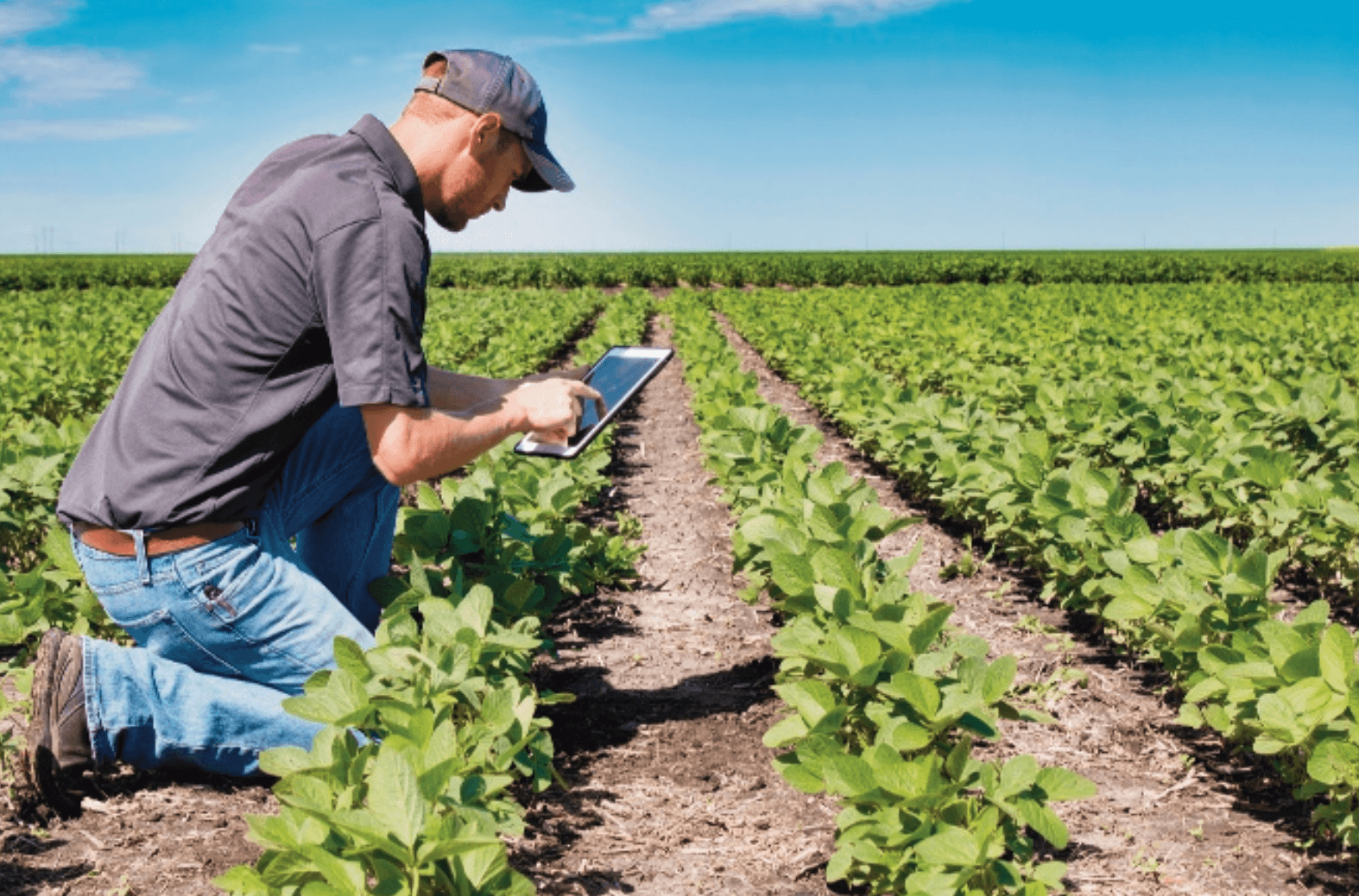 Picture of Kapittel 15: Å lytte til plantenes behov