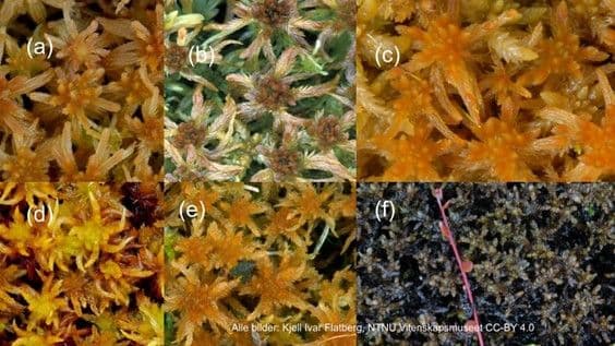 Picture of Fra biologisk mangfold til bærekraft